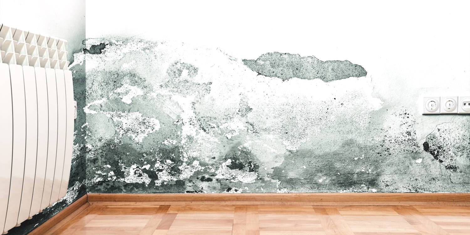 schimmel door opstijgend vocht @city